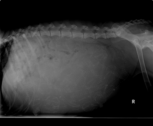 x-ray-pregnant-dog