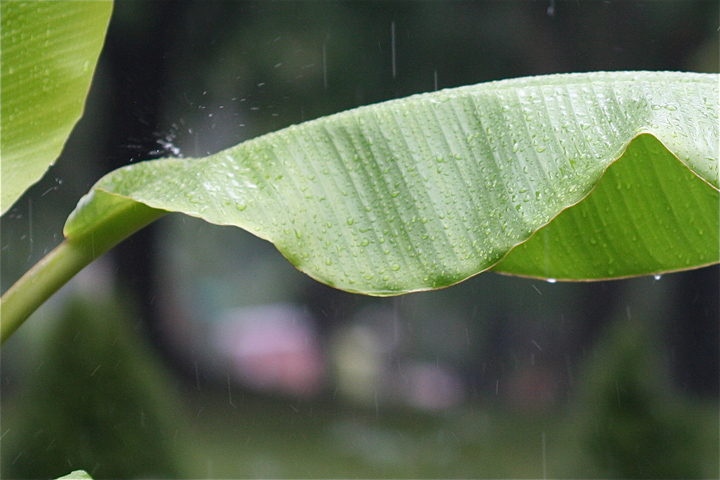 rain-banana-leaf-warrington