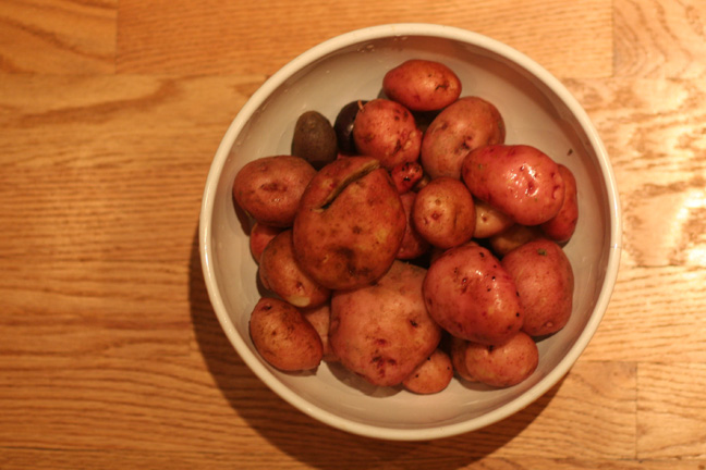 2009-potato-harvest