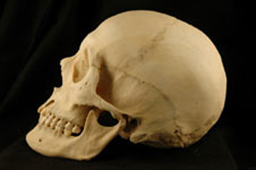 human-skull-bone-room