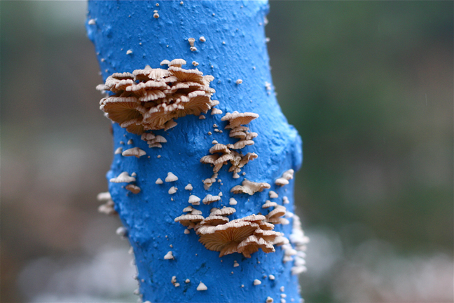 blue-tree-fungus