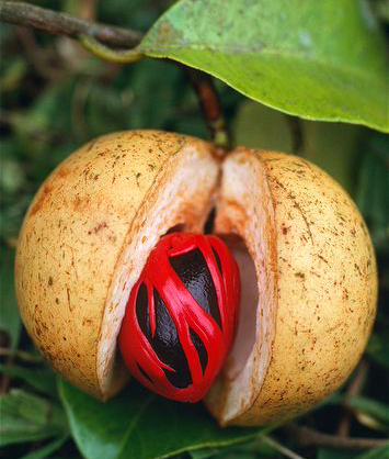 myristica fragrans nutmeg seed
